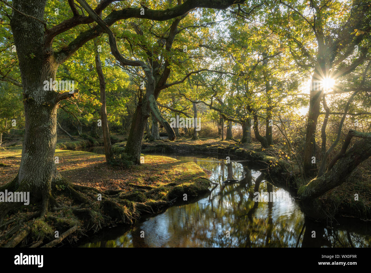 Frühmorgens Sonnenschein dringt Laubwälder rund um Ober Wasser in der Nähe Puttles Bridge im New Forest National Park, Hampshire, England, Großbritannien Stockfoto