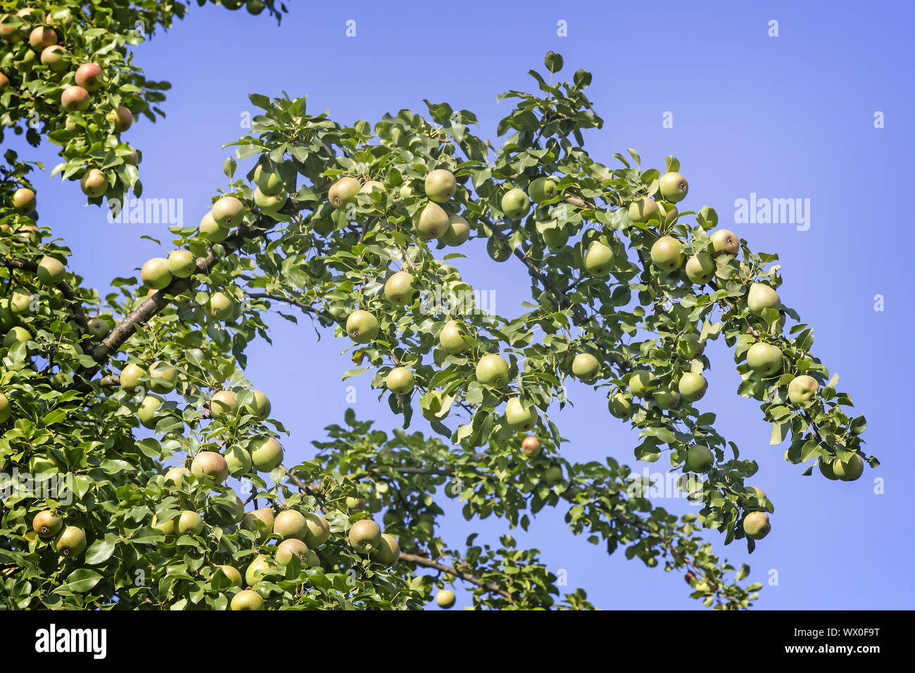 Reife Birnen auf den Ästen eines Baumes. Stockfoto