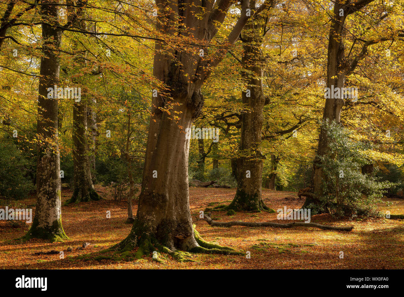 Reifen Buche Wald im Herbst, New Forest National Park, Hampshire, England, Vereinigtes Königreich, Europa Stockfoto