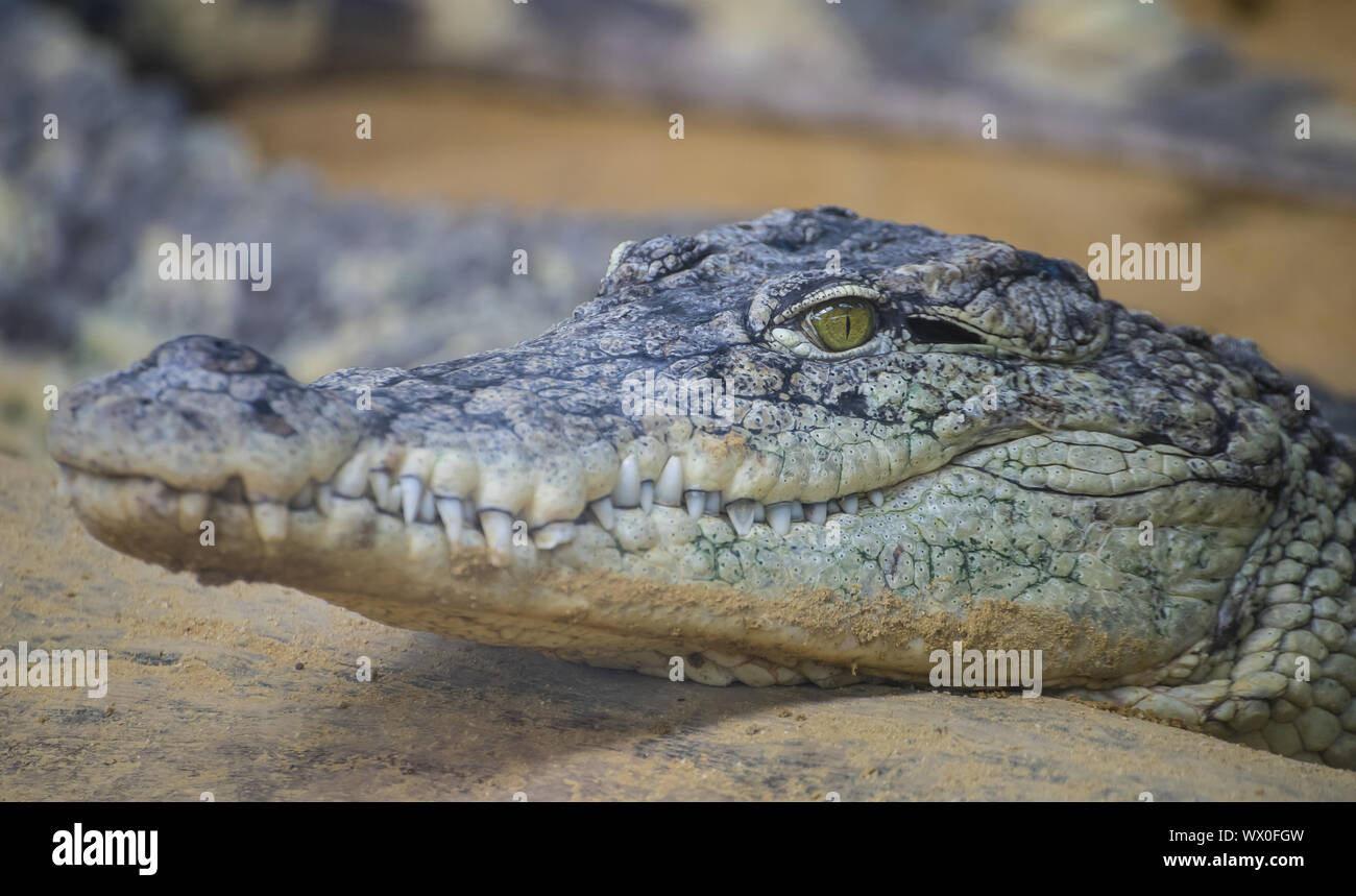 Predator, ein Krokodil ist ein crocodilian in der Gattung Alligator der Familie Alligatoridae, Textur der Alligator Haut Stockfoto