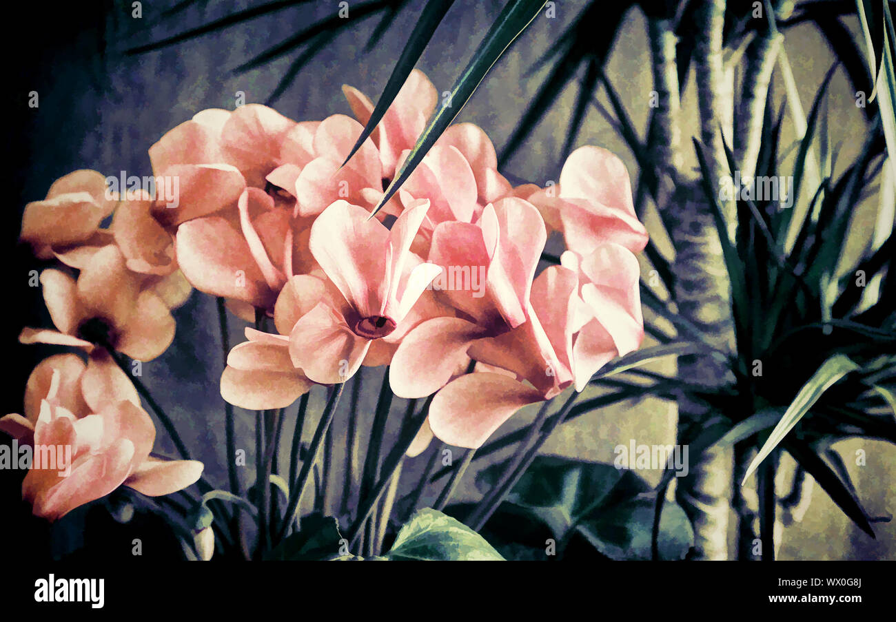 Eingemachte Blumen: Cyclamen und dracaena. Stockfoto