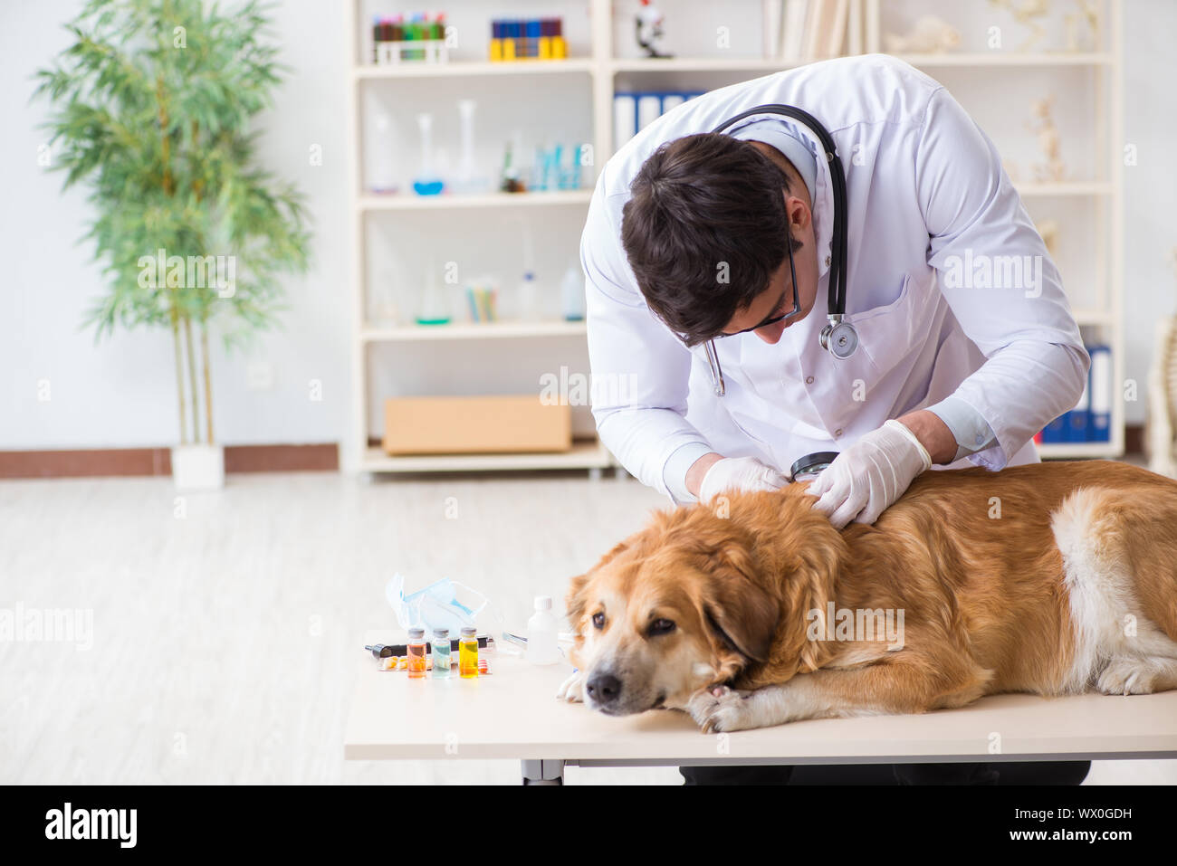 Arzt und Assistant Kontrolle bis Golden Retriever Hunde in der Berufsbildung cli Stockfoto