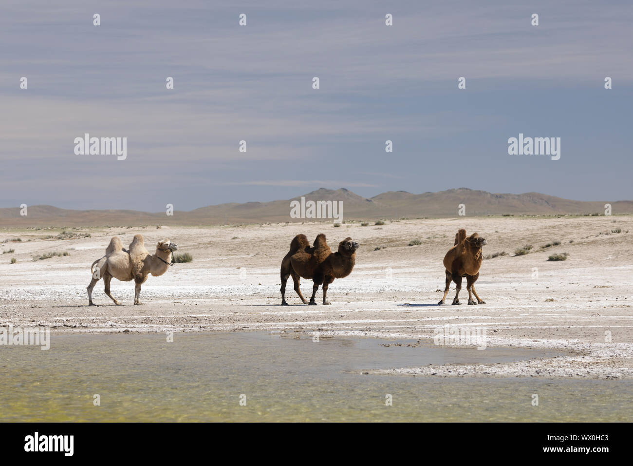 Kamele in der mongolischen Wüste, Mongolei, Zentralasien, Asien Stockfoto