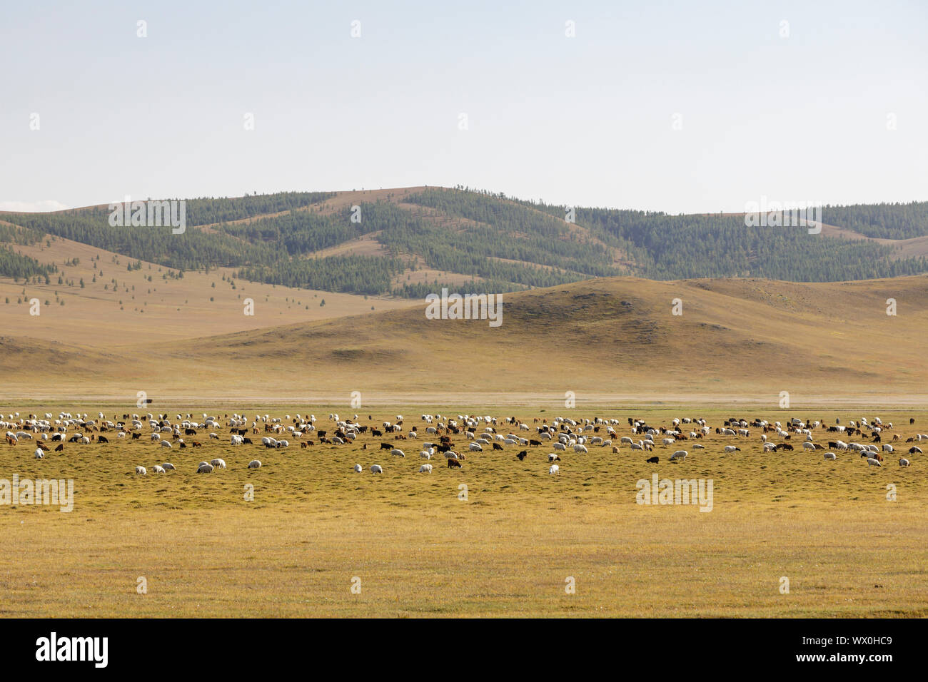 Die weiten Landschaften von khentii Provinz in der Mongolei, Zentralasien, Asien Stockfoto