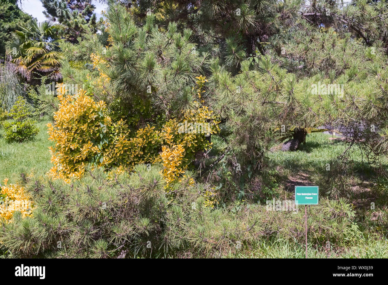 Arboretum von tropischen und subtropischen Pflanzen. Stockfoto