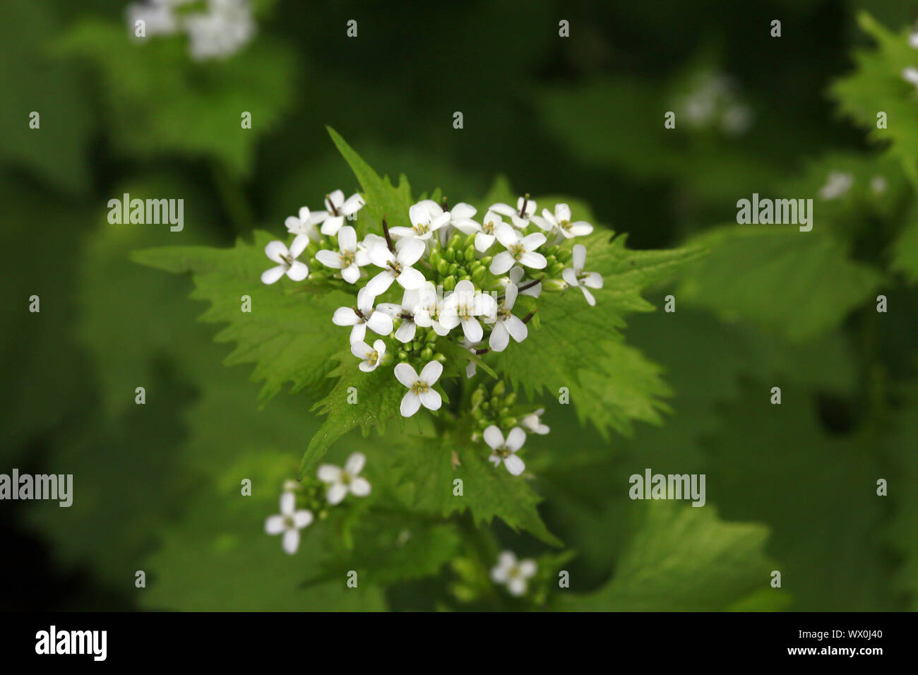 Jack-by-the-Hedge, Knoblauch, Senf, Knoblauch root, Hedge Knoblauch Sauce - allein, skyut, Jack-in-the-Bush Stockfoto