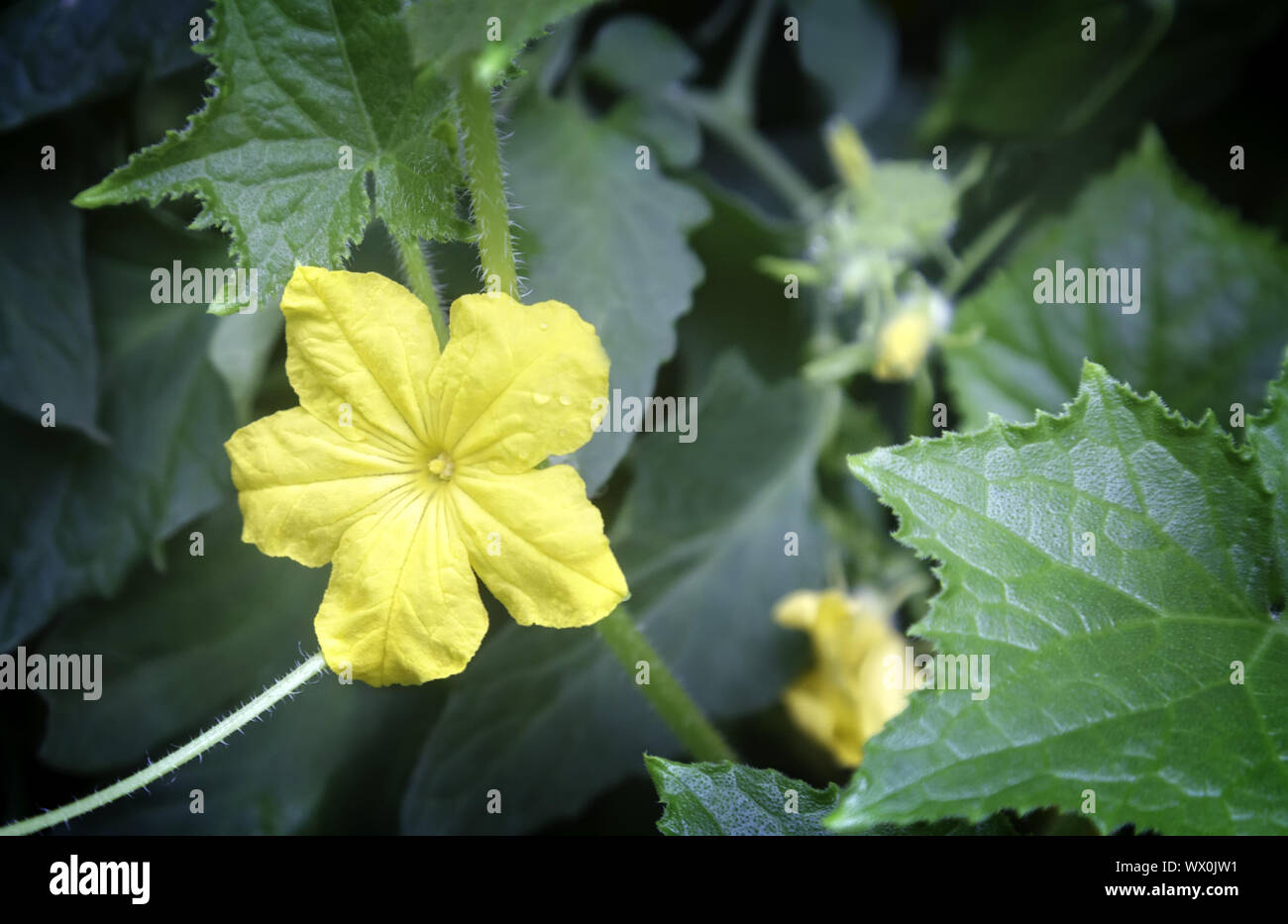 Gelbe Blume in einem Gewächshaus Gurke wächst. Stockfoto