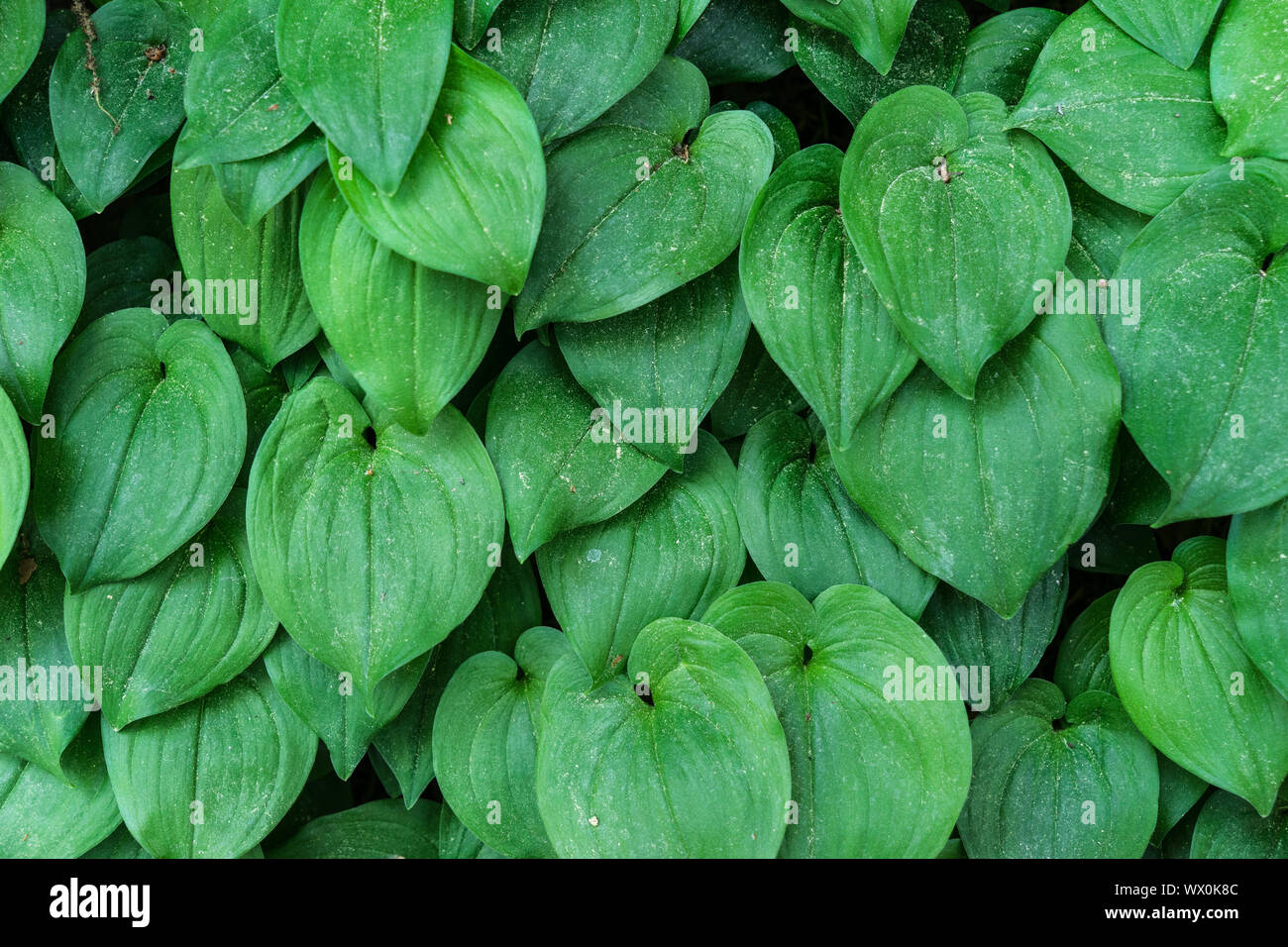 Pflanzen auf einem Sandsteinfelsen Stockfoto