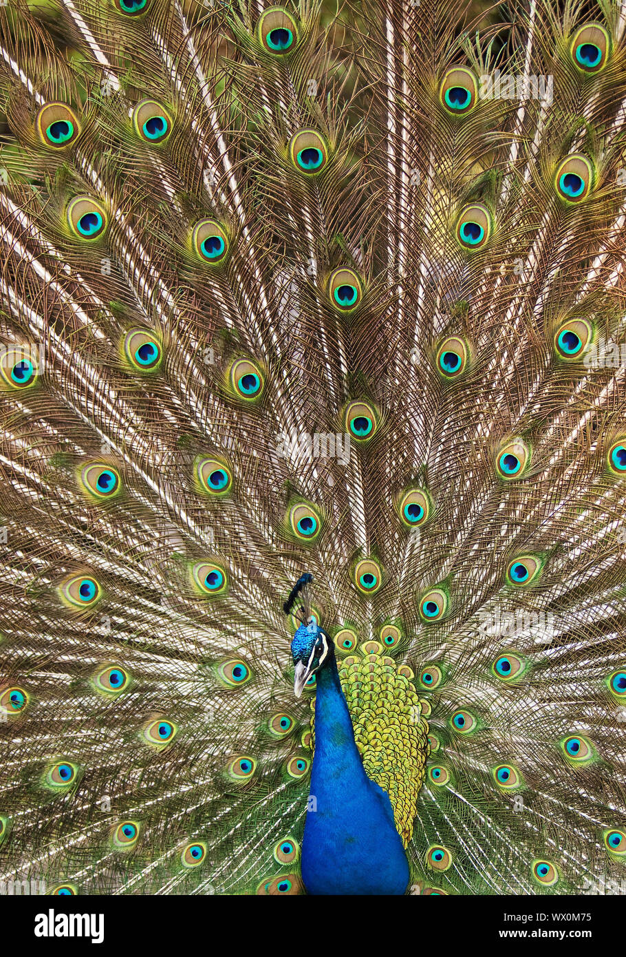 Gemeinsame Pfauen, Indischen Pfauen, Blauer Pfau (Pavo cristatus), männlich Verbreitung Schwanzfedern Stockfoto
