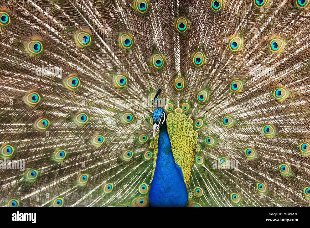 Gemeinsame Pfauen, Indischen Pfauen, Blauer Pfau (Pavo cristatus), männlich Verbreitung Schwanzfedern Stockfoto
