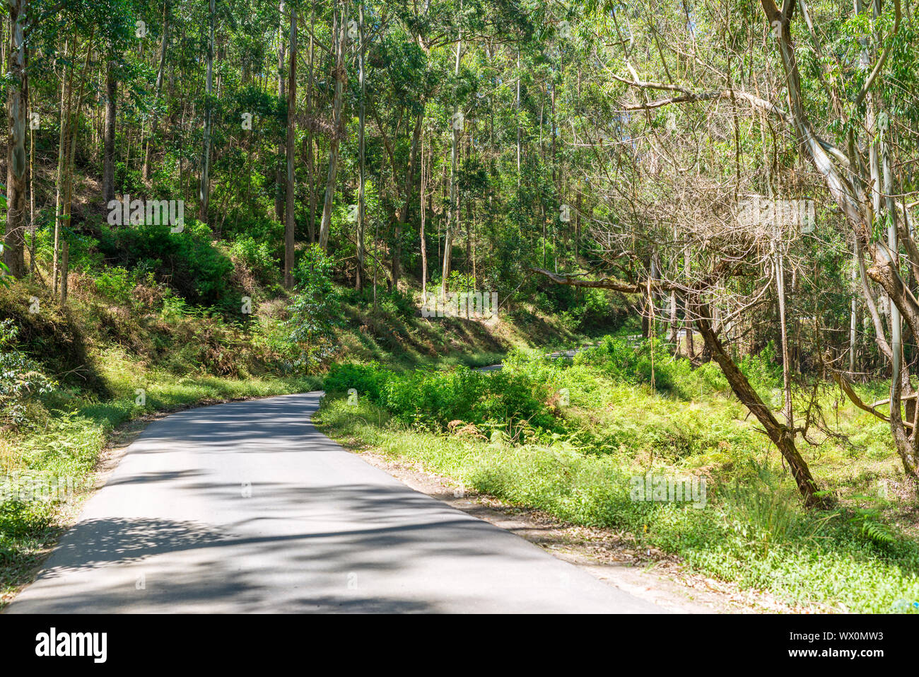 Fantastische Überquerung verschiedene Lebensräume in den Bergen von Sri Lanka Stockfoto
