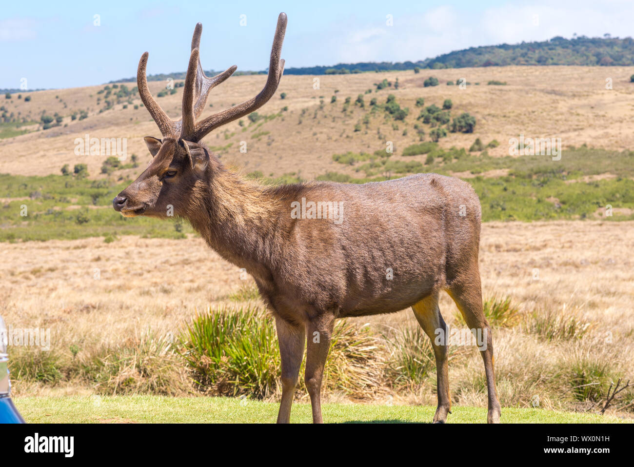 Sri Lankan sambar Hirsche in ca. 2000 m Höhe, oben auf den Horton Plains National Park Stockfoto