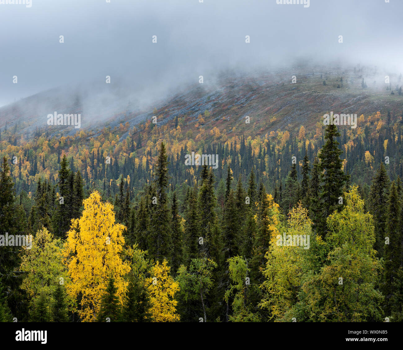 Silver Birch (Betula pendula) und im Herbst Farbe: Muonio, Lappland, Finnland Fichte, Europa Stockfoto