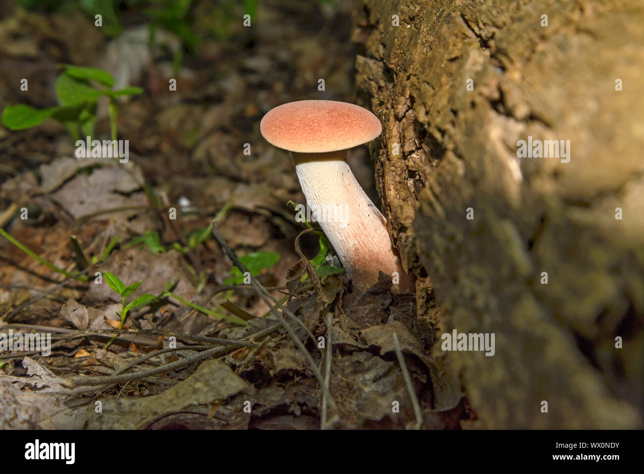 Pilz (Agaric Honig) Stockfoto