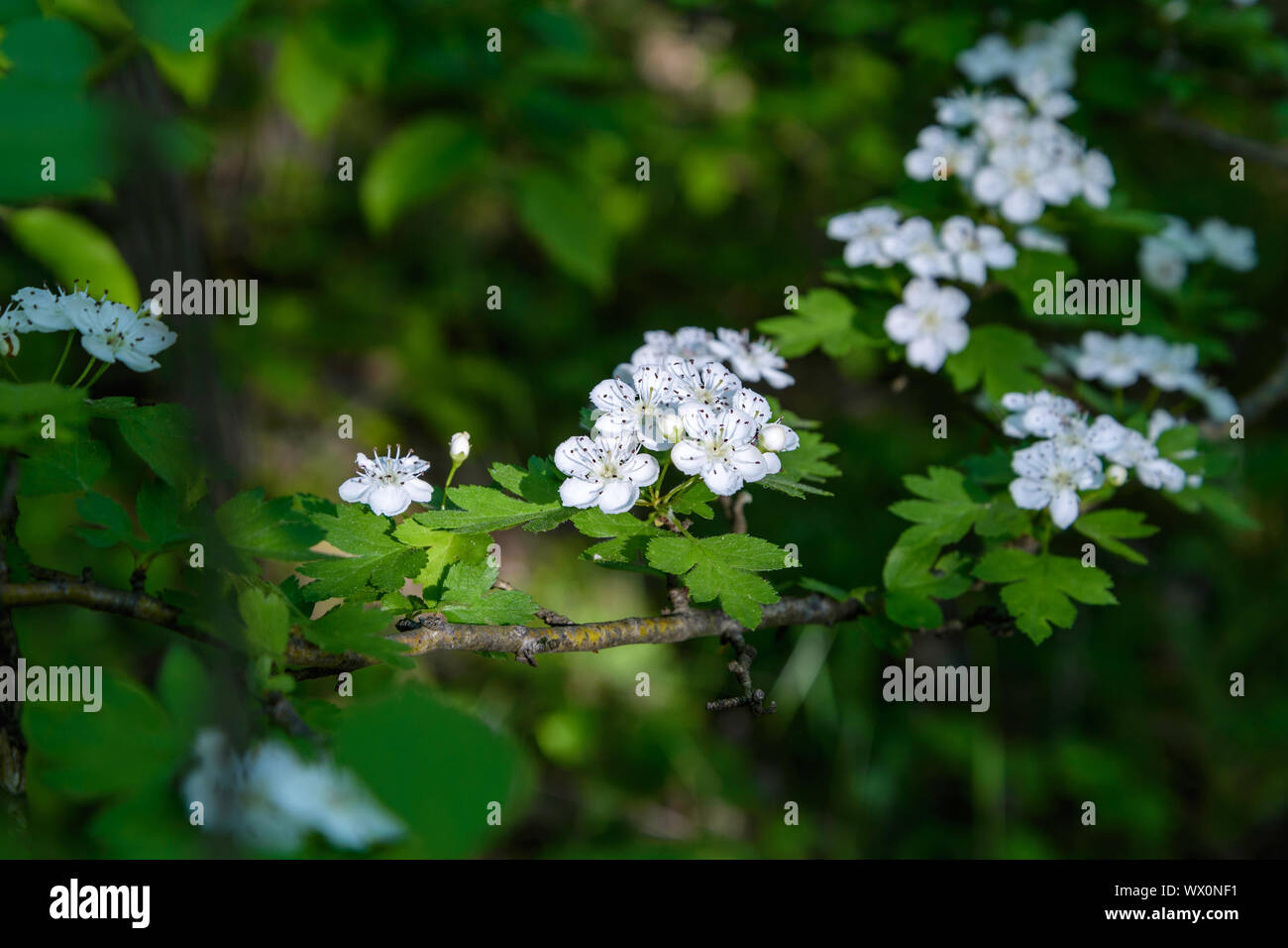 Weißer Weißdorn Blumen Stockfoto