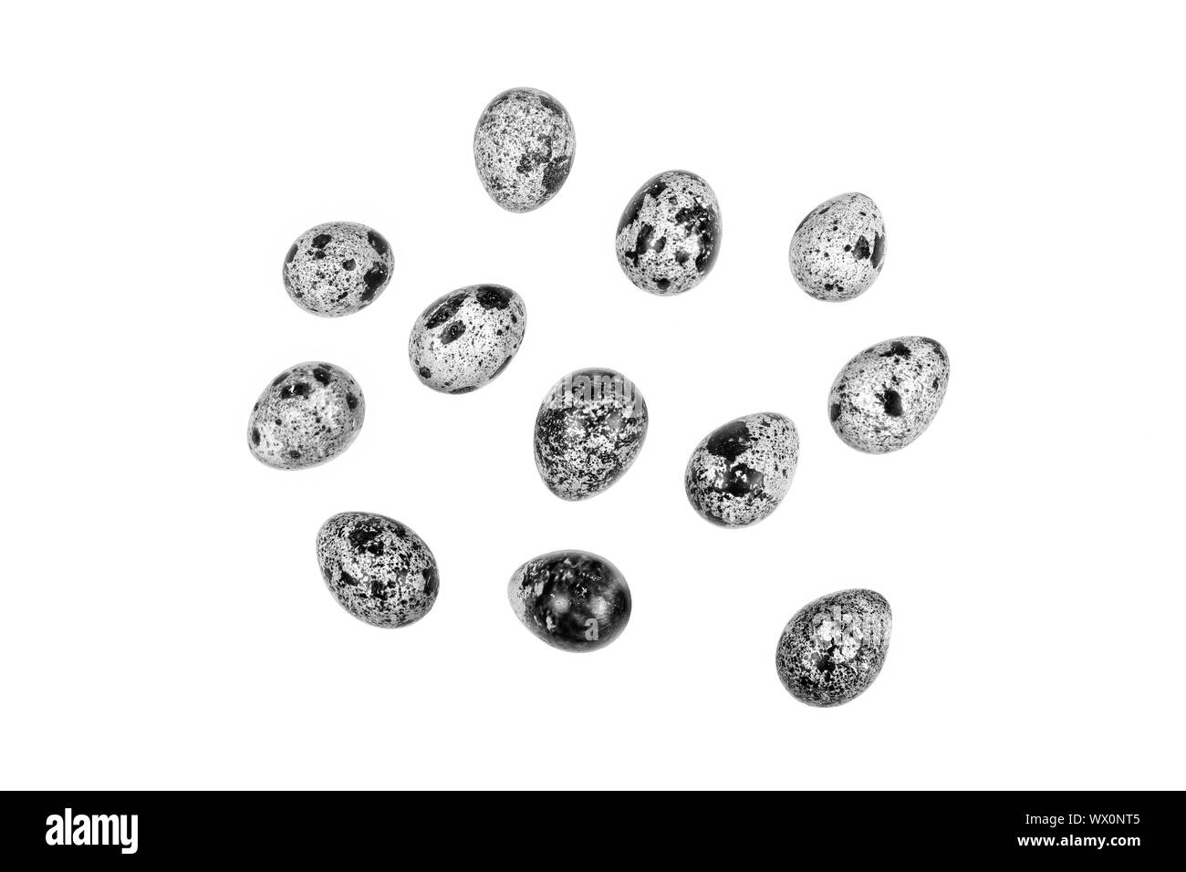 Schwarz und Weiß, Wachteleier, Ei, Dutzend, kaufen, Supermarkt, Lebensmittel, Wachteln, isoliert, Stockfoto