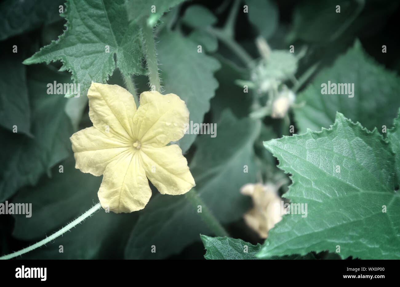 Gelbe Blume in einem Gewächshaus Gurke wächst. Stockfoto