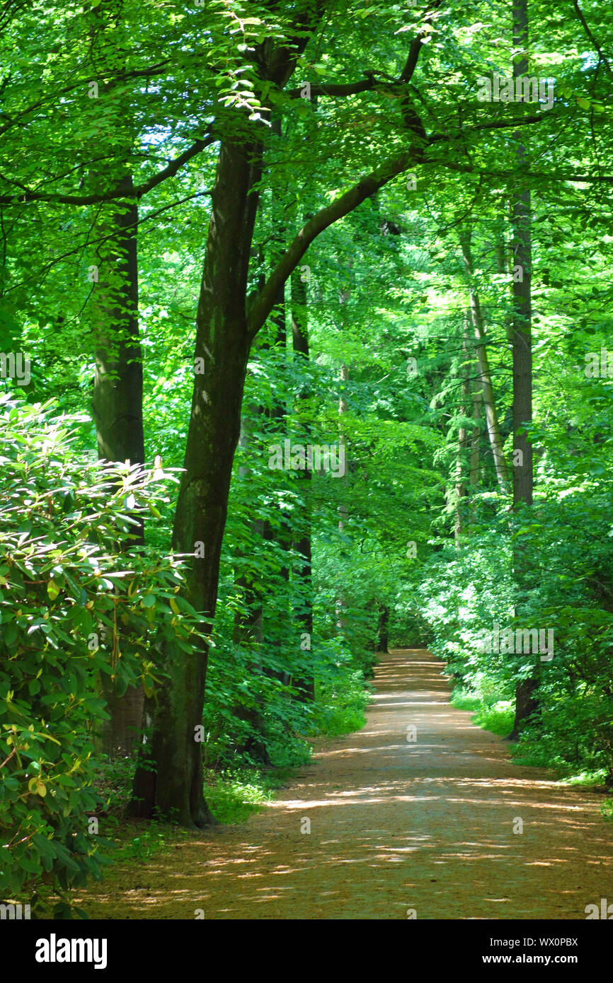 Waldweg im Frühjahr Stockfoto