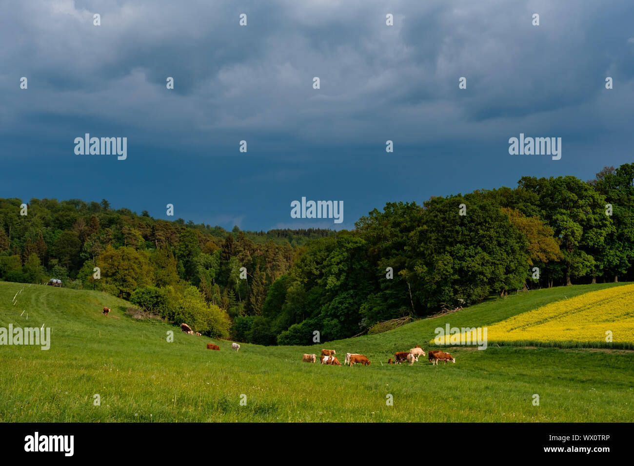 Kulturelle Landschaft Rapsfeld Beleuchtung Atmosphäre Stockfoto