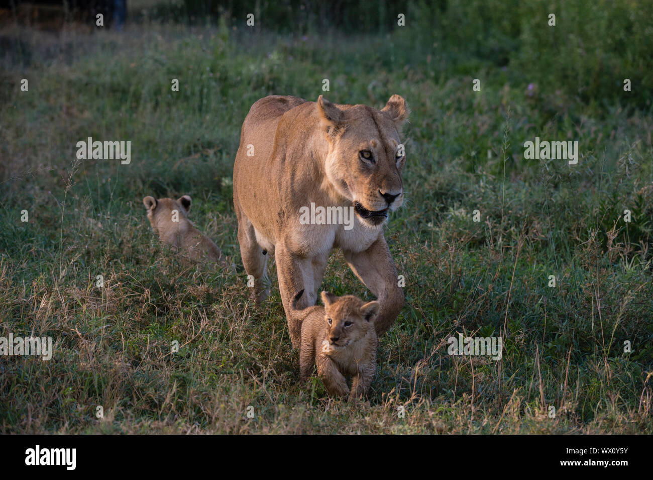Eine weibliche Löwin (Panthera leo) wandern mit Ihrem 45-50 Tage alten Jungen, Tansania, Ostafrika, Südafrika Stockfoto