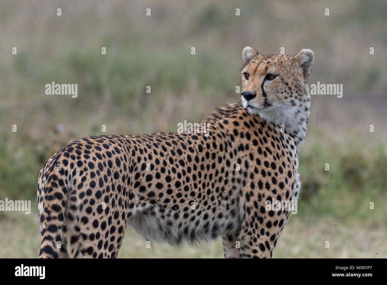 Cheetah (Acynonix jubatus), Seronera, Serengeti Nationalpark, UNESCO-Weltkulturerbe, Tansania, Ostafrika, Südafrika Stockfoto