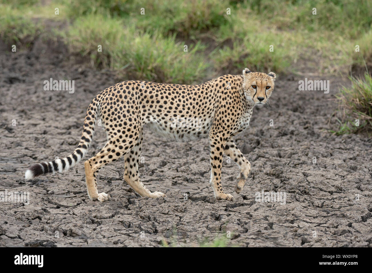 Cheetah (Acynonix jubatus), Seronera, Serengeti Nationalpark, UNESCO-Weltkulturerbe, Tansania, Ostafrika, Südafrika Stockfoto