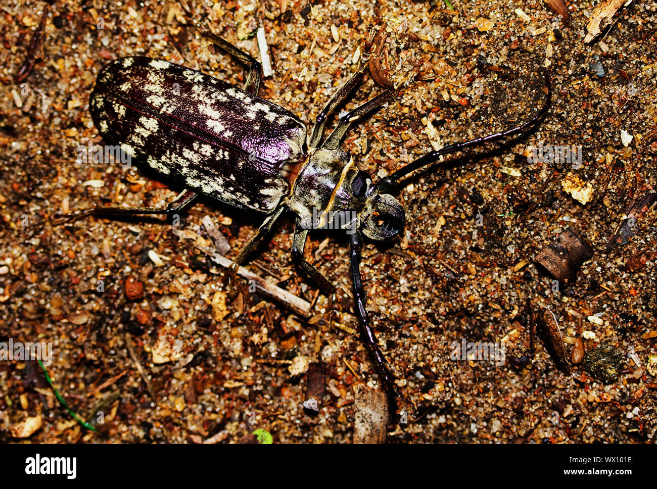 Die riesigen Longhorn ist ein Käfer der tropischen Wälder und Bäume wie die marula und Mango ihre Eier zu legen. Der Grub ist wirklich massiven Stockfoto