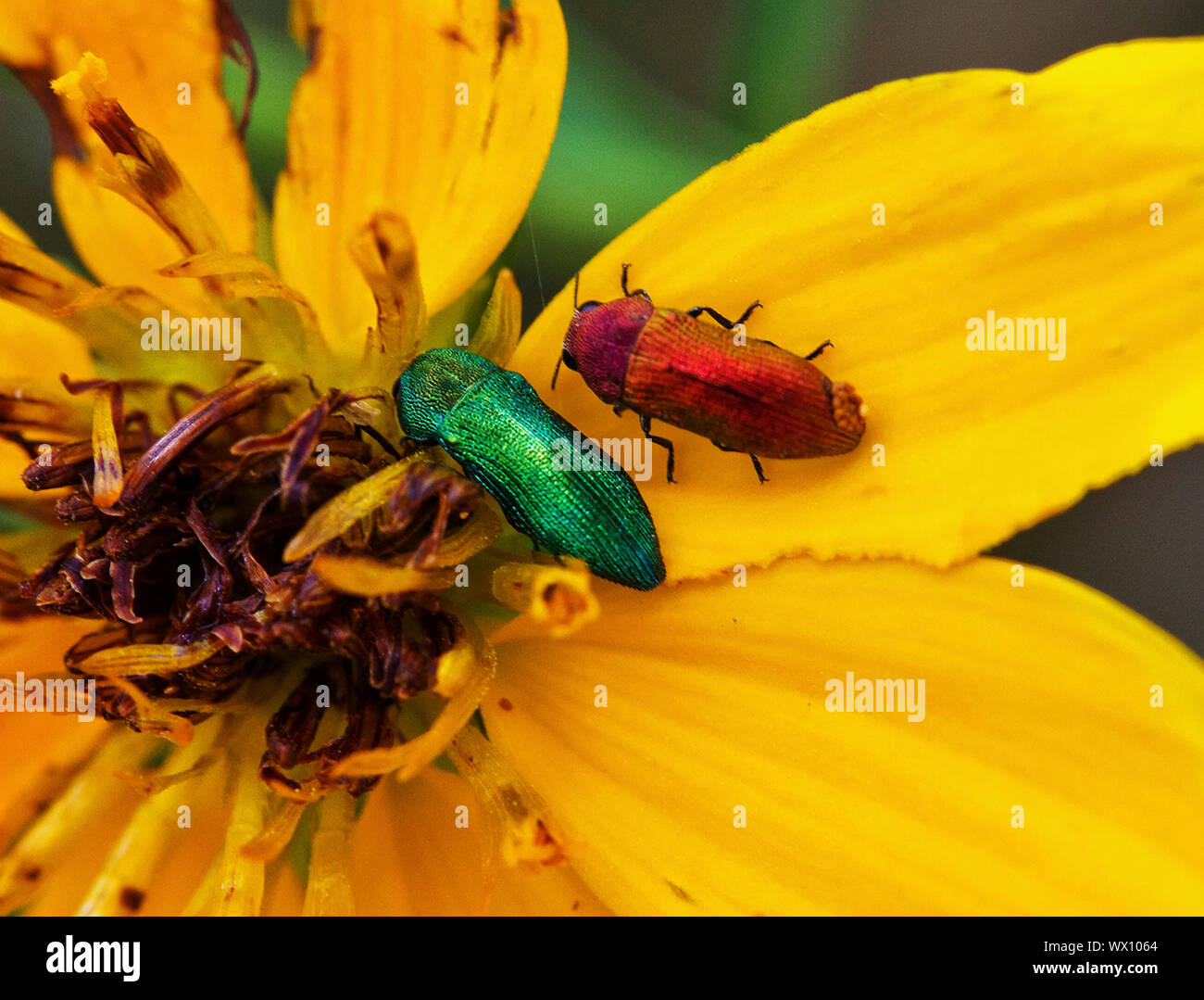 Diese kleinen und schillernden Schmuckstück Käfer sind aktives Füttern auf die Blütenblätter in der Hitze des Tages. Die glitzernde Juwel Käfer ist eine gemeinsame Mitglied der t Stockfoto