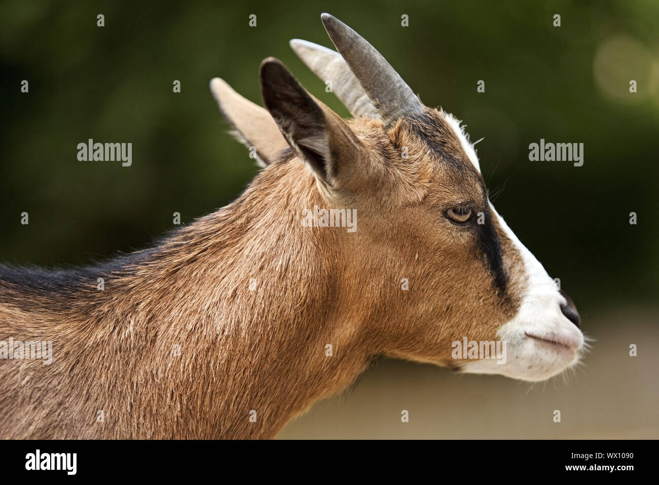 Die Ziege (Capra Hircus, Capra aegagrus f. hircus), Porträt, Deutschland, Europa Stockfoto