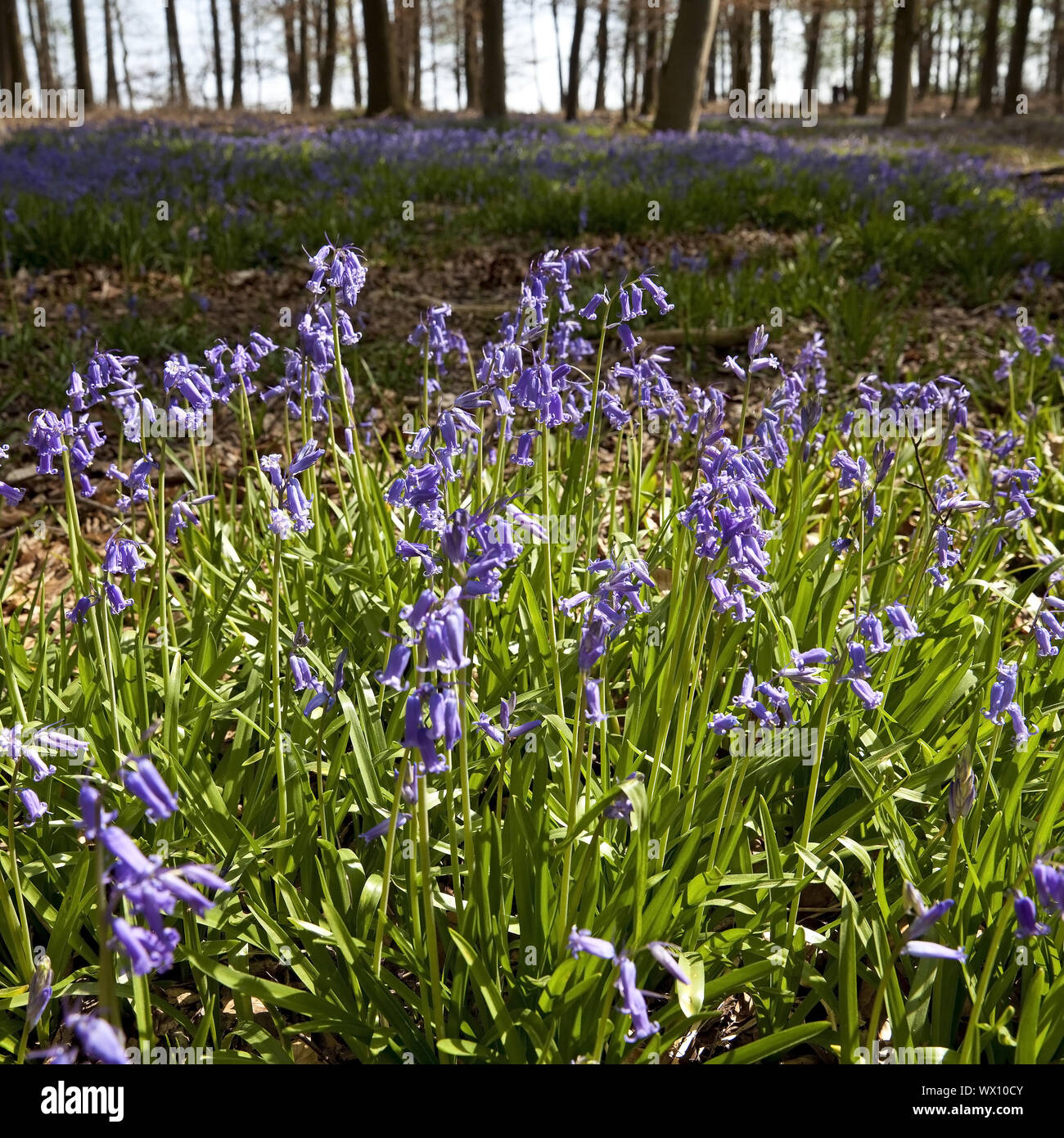 Atlantic Bluebell (Hyacinthoides non-scripta), Wald der blauen Blumen, Hückelhoven, Deutschland, Europa Stockfoto