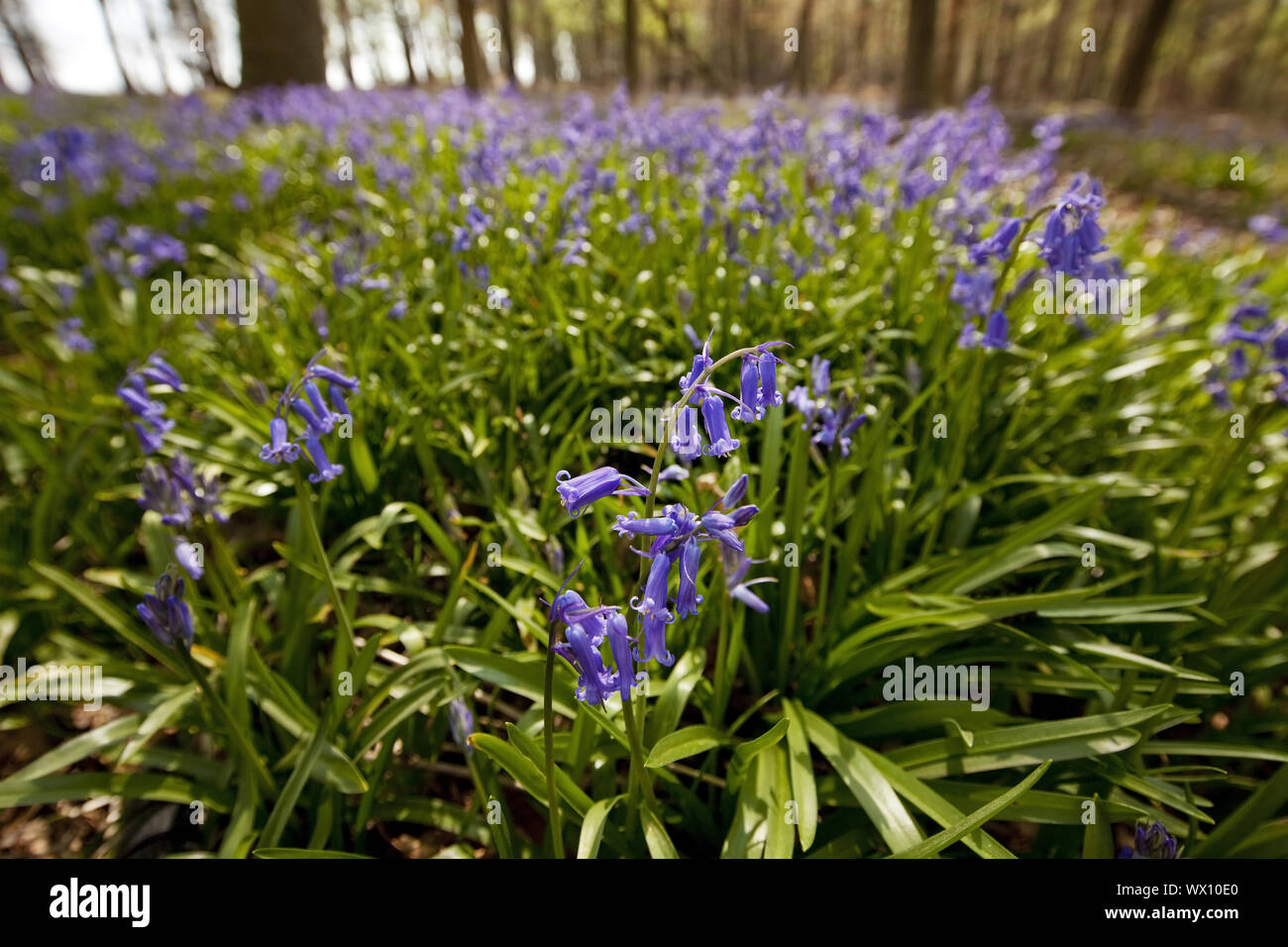 Atlantic Bluebell (Hyacinthoides non-scripta), Wald der blauen Blumen, Hückelhoven, Deutschland, Europa Stockfoto