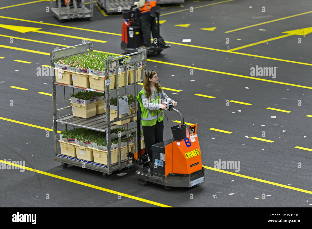 Kleine Transporter ziehen Wagen mit Kisten voller Ready-to-Schiff Pflanzen und Blumen in eine Lagerhalle Stockfoto