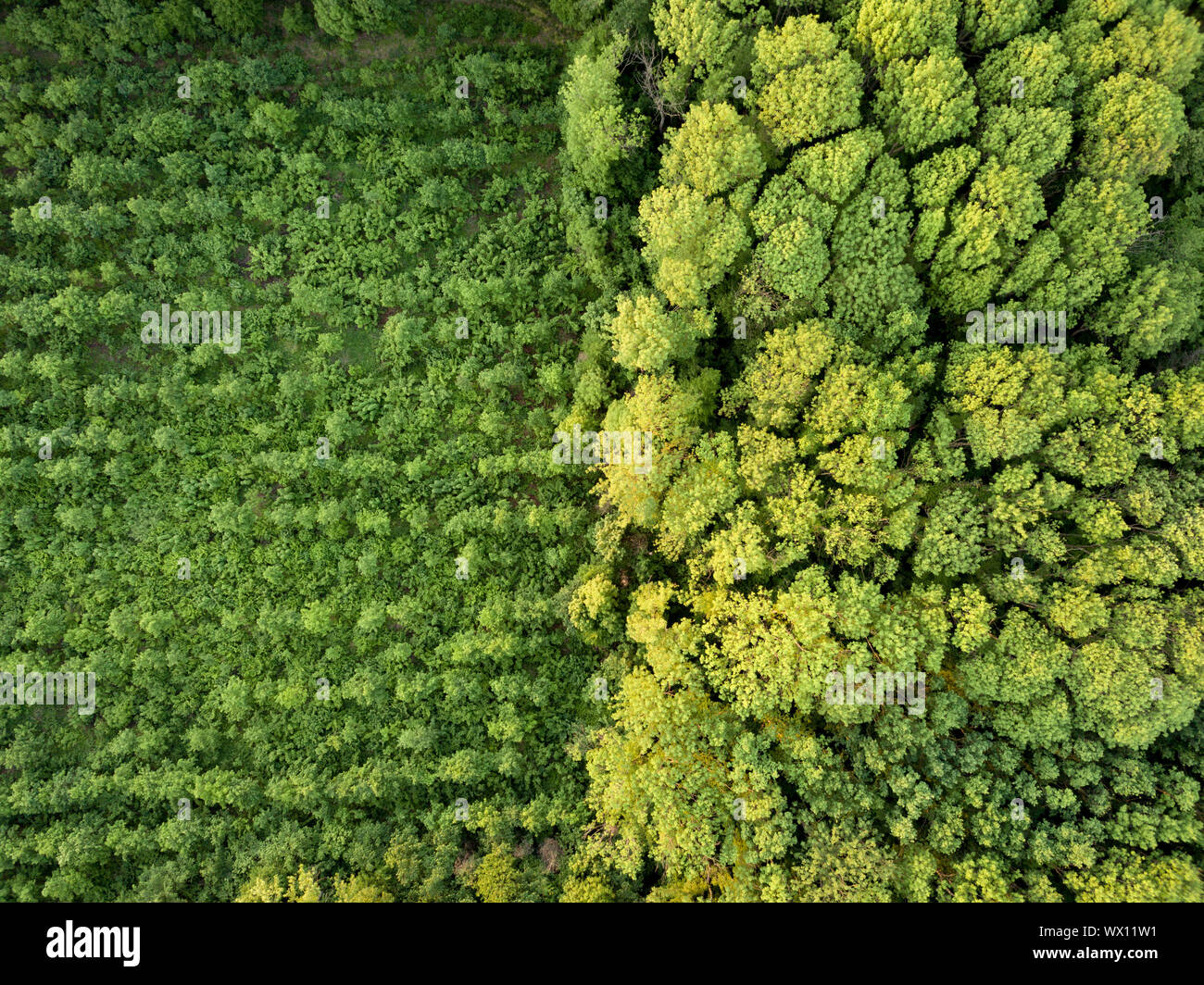 Luftbild von der Drohne, Auge aus der Vogelperspektive Blick auf den Wald mit grünen Anpflanzungen verschiedener Altersstufen und Höhen. Stockfoto