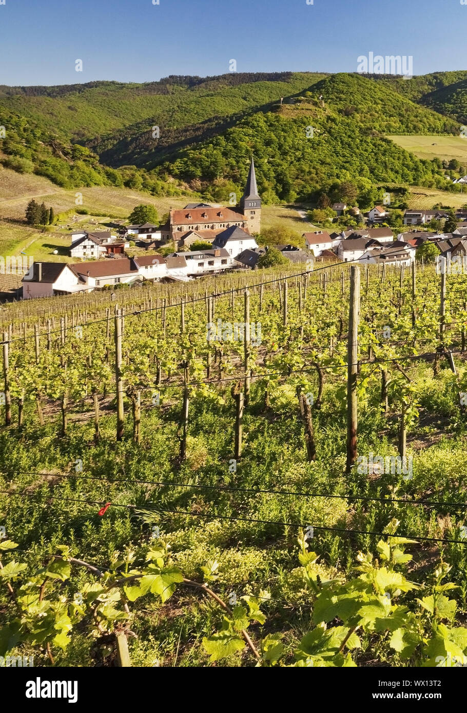 Blick über die Weinberge auf den Ort Mayschoss, Ahrtal, Eifel, Rheinland-Pfalz, Deutschland, Europa Stockfoto