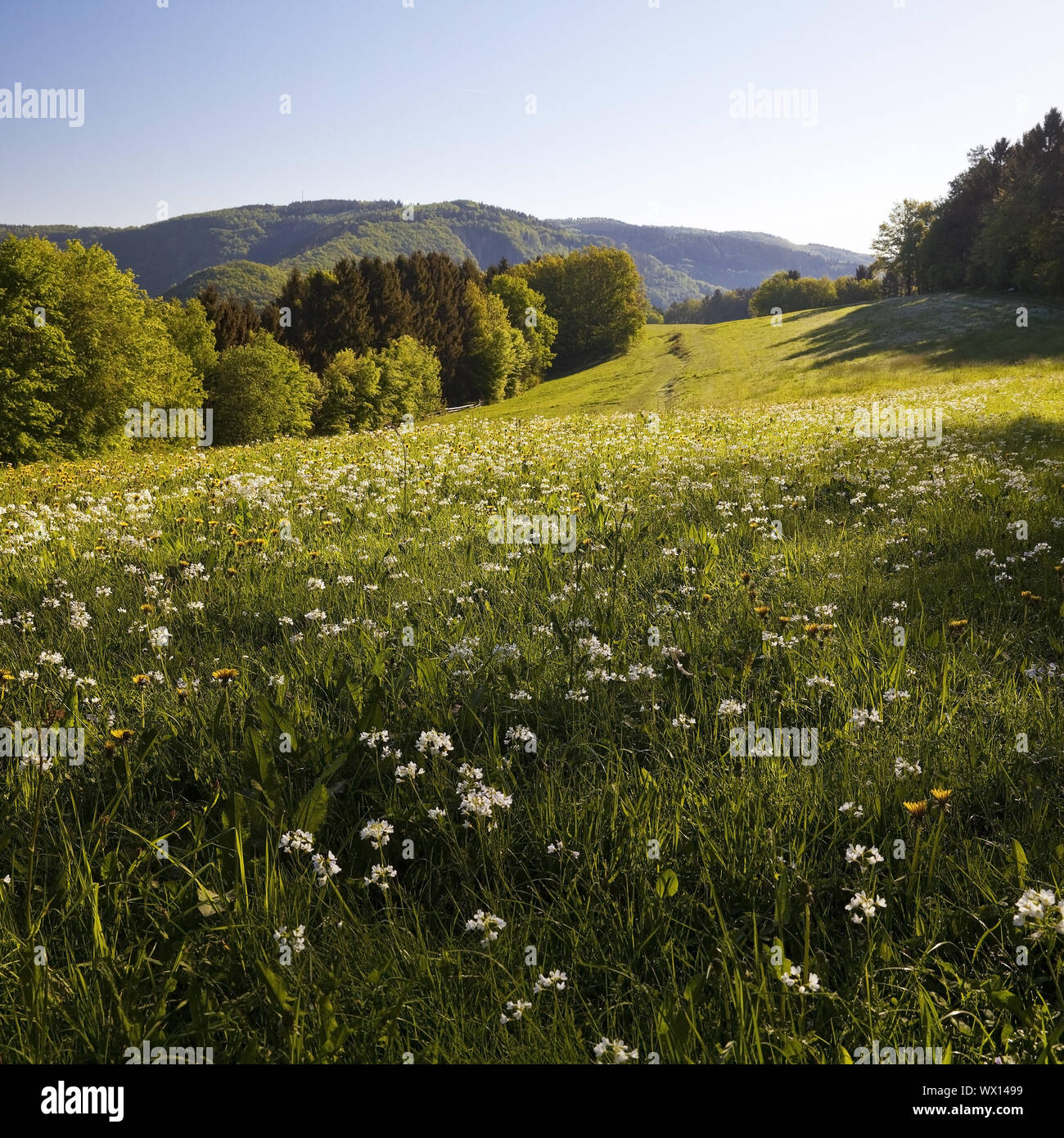 Wiese im Frühling, Simmerath, Eifel, Nordrhein-Westfalen, Deutschland, Europa Stockfoto