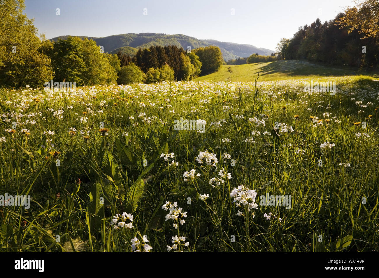 Wiese im Frühling, Simmerath, Eifel, Nordrhein-Westfalen, Deutschland, Europa Stockfoto