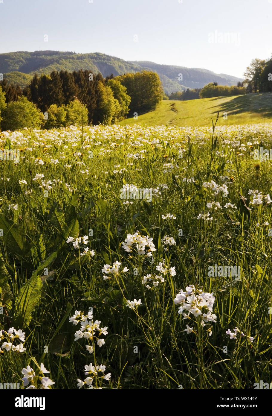 Wiese im Frühling, Simmerath, Eifel, Nordrhein-Westfalen, Deutschland, Europa Stockfoto