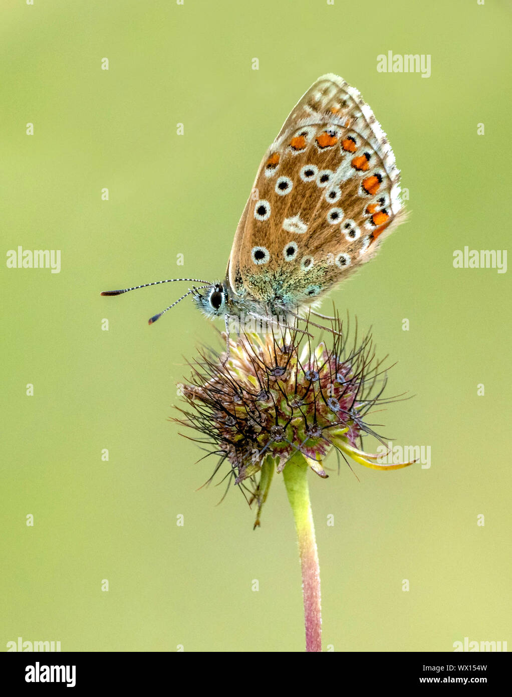 Weibliche chalkhill blue Polyommatus coridon an trüben Tag in Nottingham Scrubs finden in den Cotswolds von Gloucestershire, Großbritannien Stockfoto