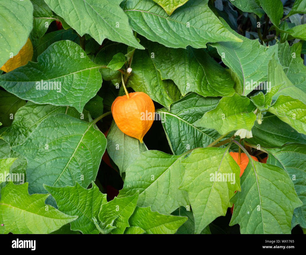 Frucht der Chinesische Laterne Blume oder Blase cherry Physalis alkekengi, hat eine orangefarbene Membran umgebenden Cherry sortierte Frucht in einen Englischen Garten UK Stockfoto