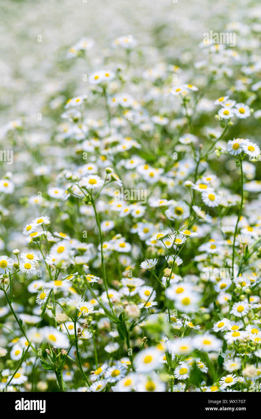 Schöne erigeron annuus Stockfoto