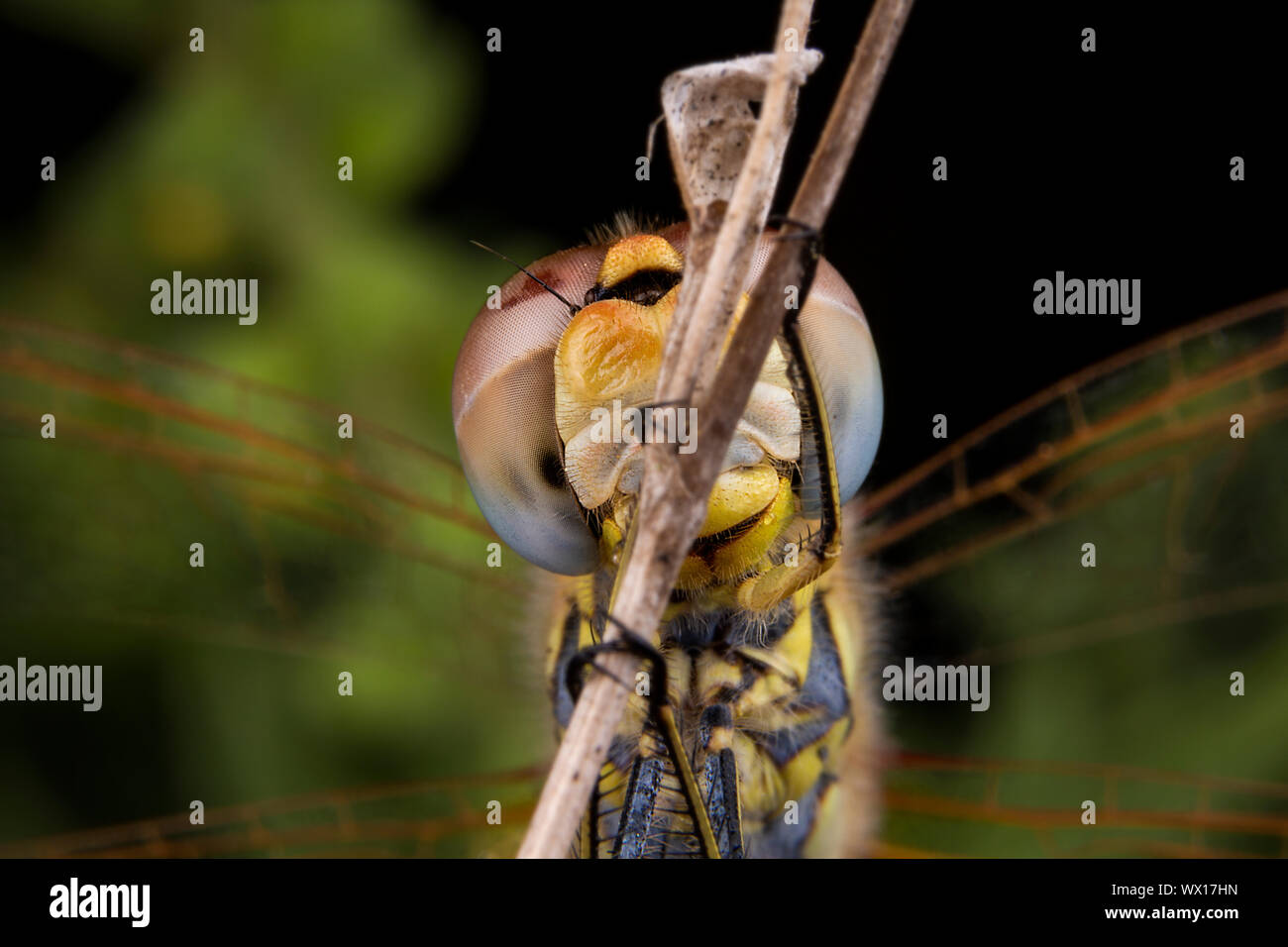 Schöne Makroaufnahmen von Dragonfly schlafen Stockfoto