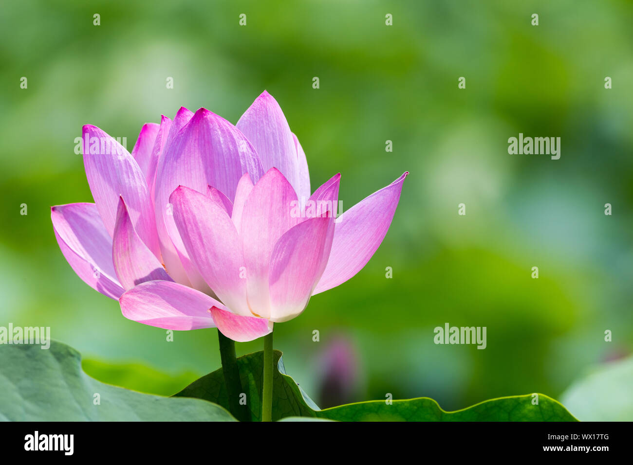 Lotus Blumen blühen Stockfoto