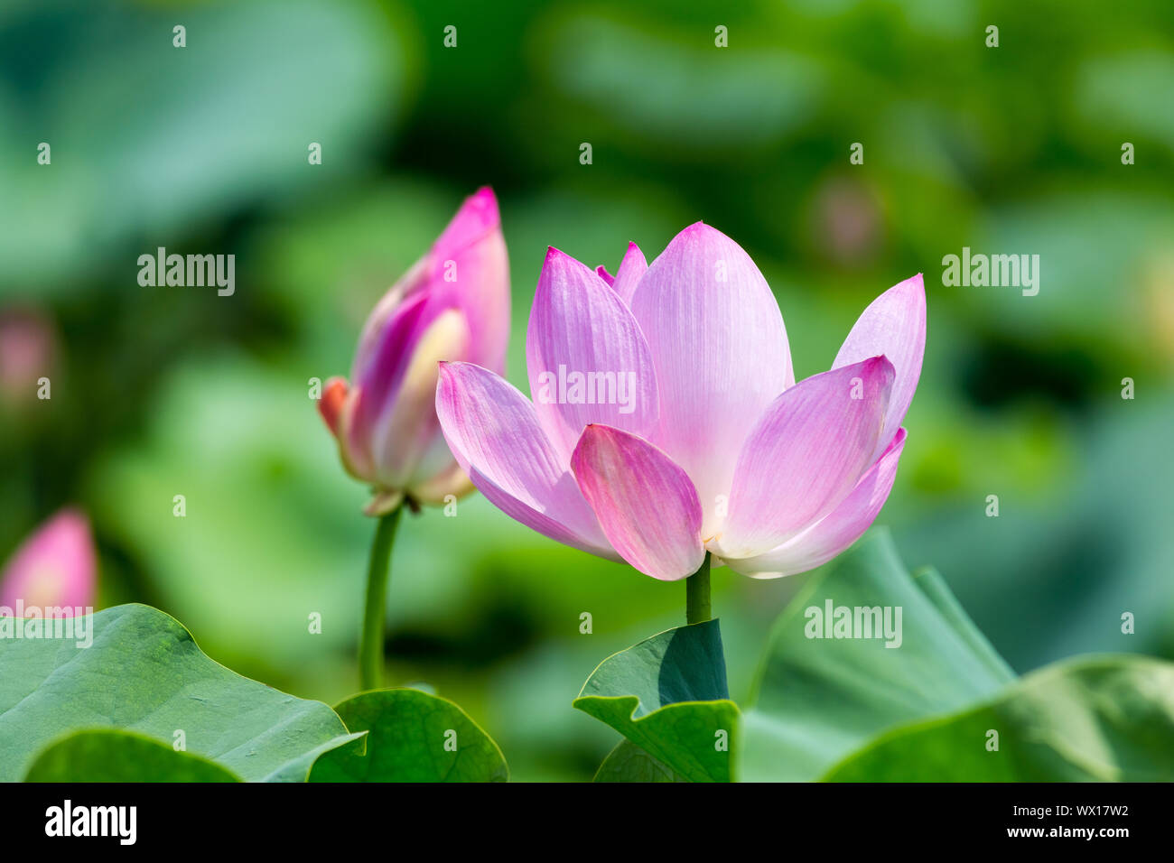 Lotus blüht im Sommer Stockfoto