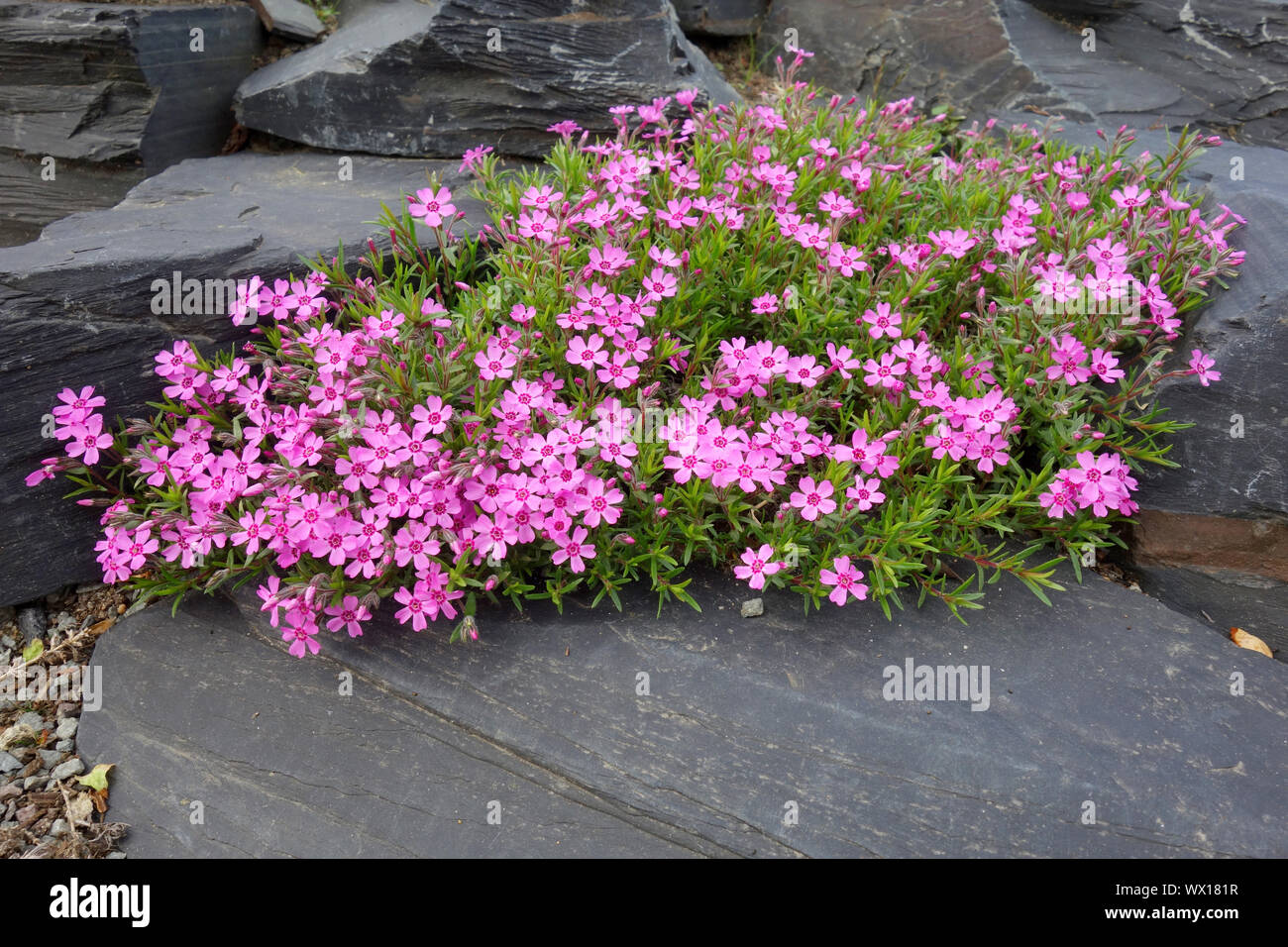 Phlox douglasii Stockfoto