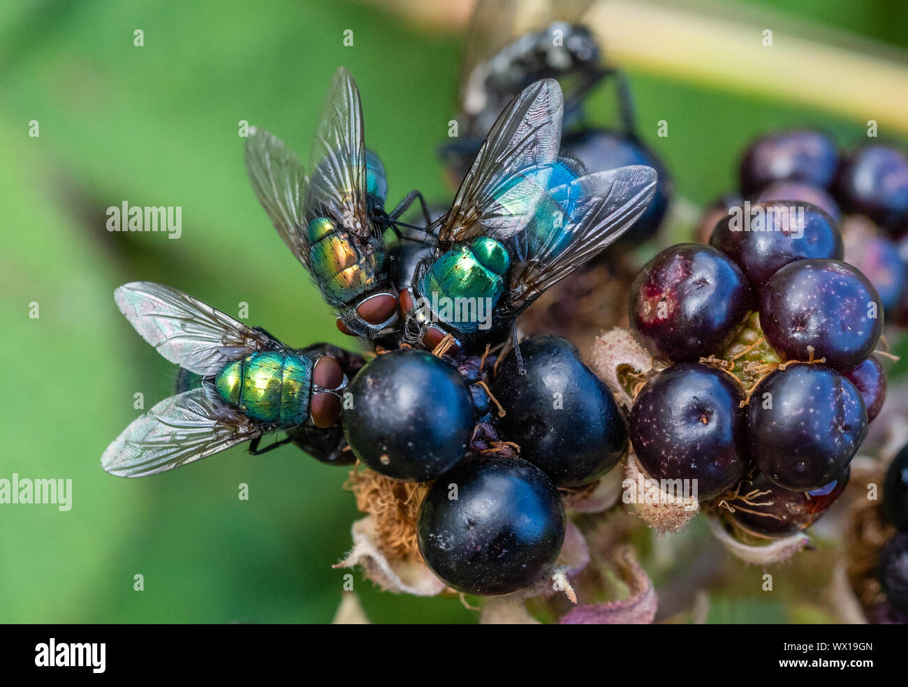 Fliegt greenbottle Lucillia sericata Fütterung auf Überreife black Früchte - Großbritannien Stockfoto