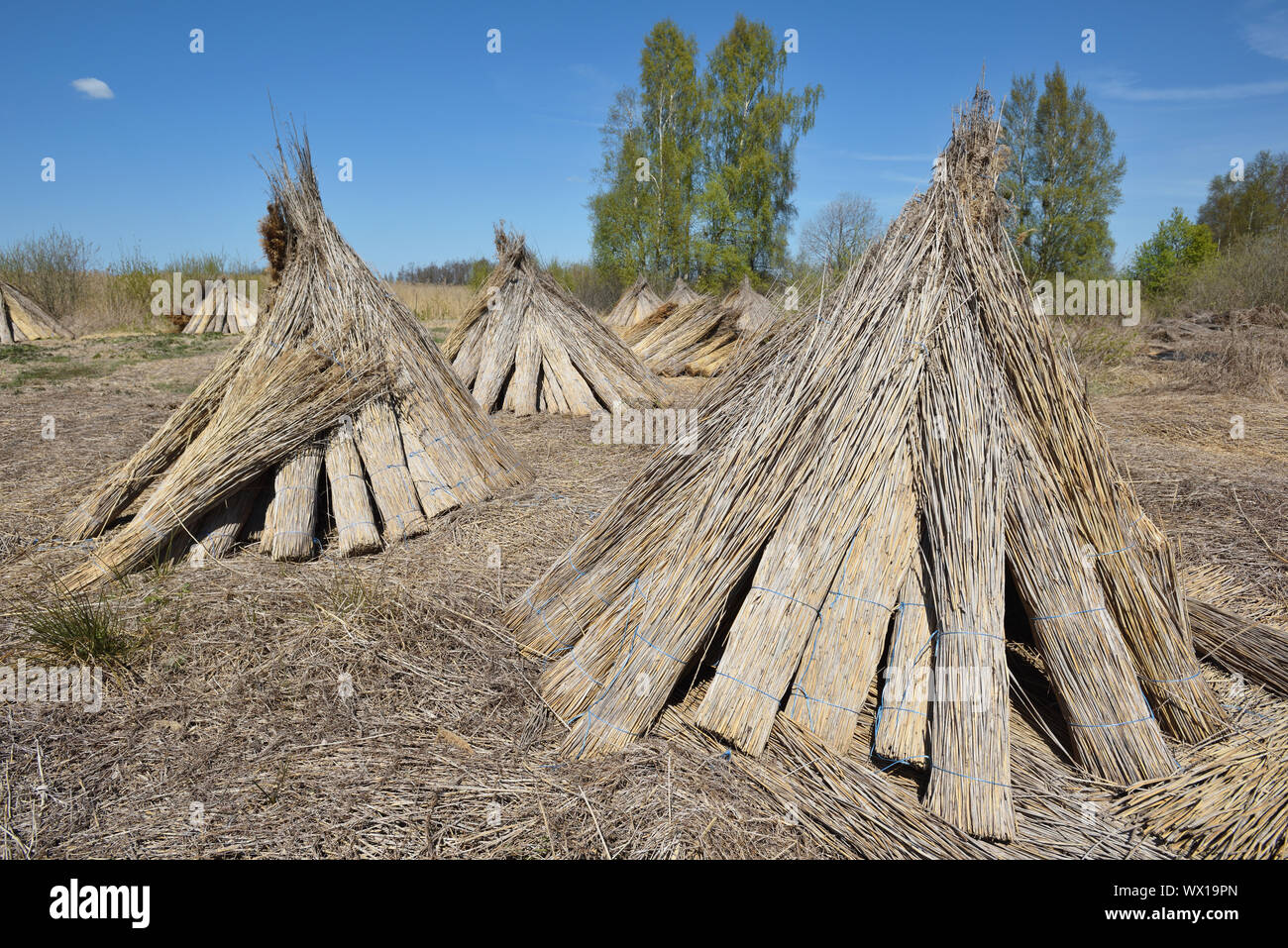 Bündel von natürlichen Schilf für die Trocknung mit blauem Himmel Stockfoto