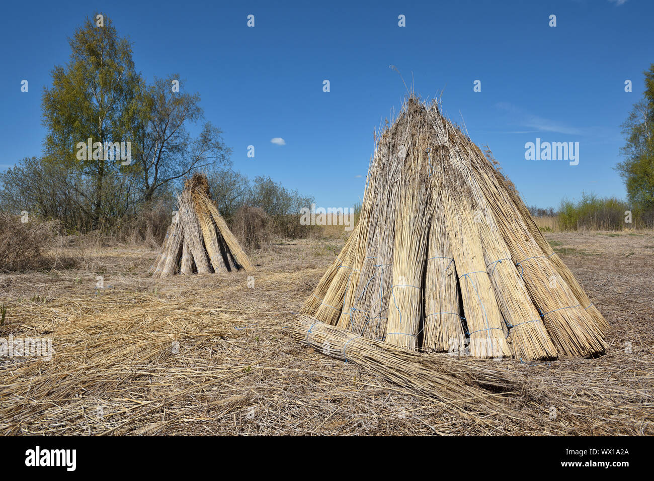 Bündel von natürlichen Schilf für die Trocknung mit blauem Himmel Stockfoto