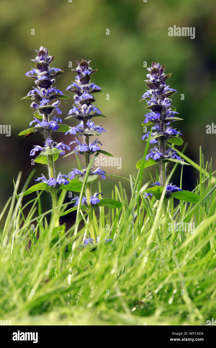 Blau bugle, bugleherb, bugleweed, carpetweed, Teppich bugleweed, gemeinsame Bugle Stockfoto