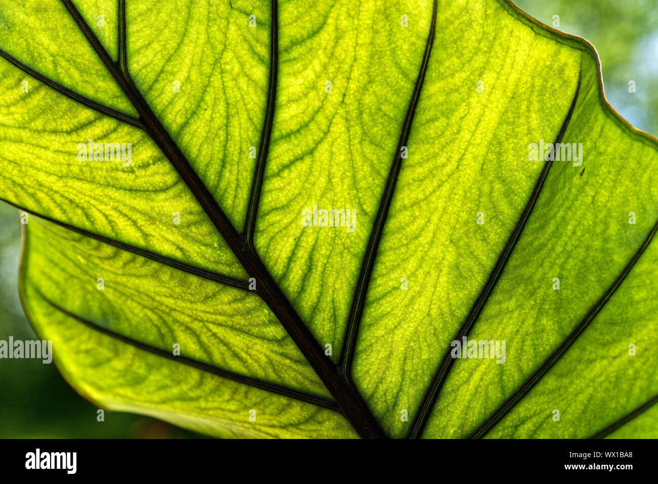 Eine Hintergrundbeleuchtung tropischen Blatt Stockfoto