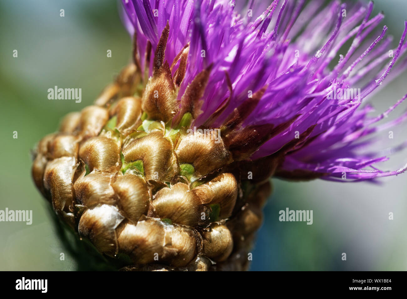 Detail der Blume von Maral Root (Rhaponticum Centauroides) Stockfoto